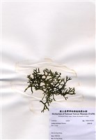 藏品(交織松藻)的圖片